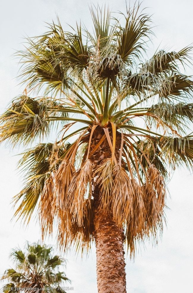 棕树叶棕榈树图片