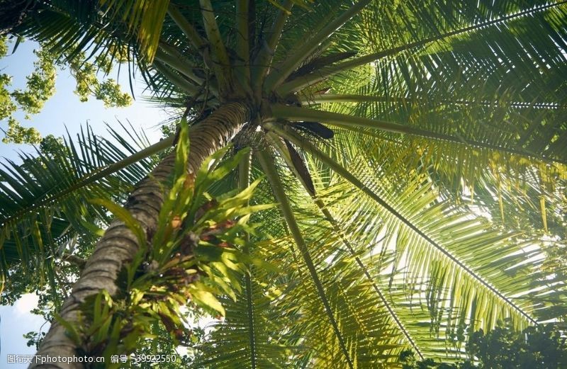 植被棕榈树图片