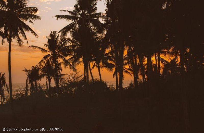 晚霞夕阳棕榈树图片