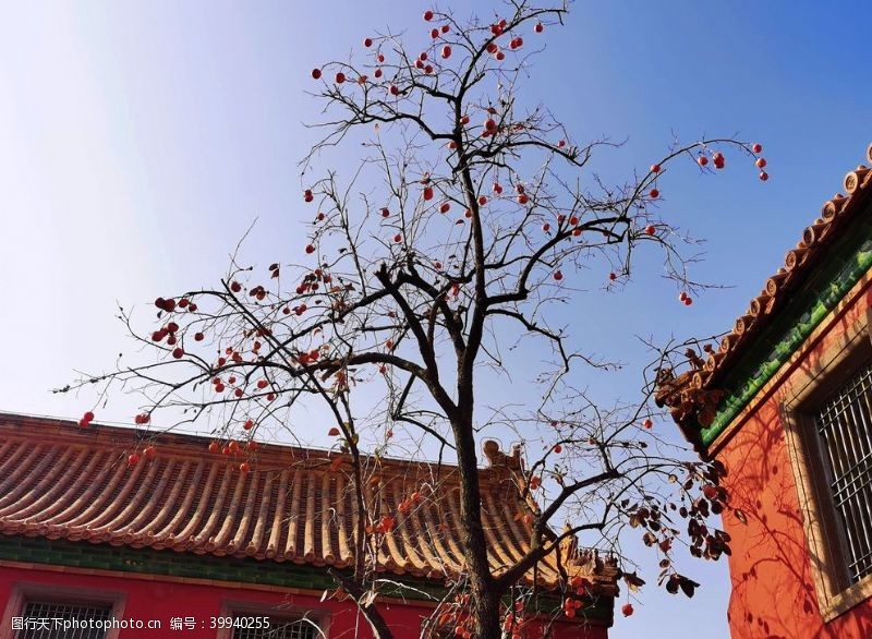枫叶北京紫禁城故宫博物馆柿子图片