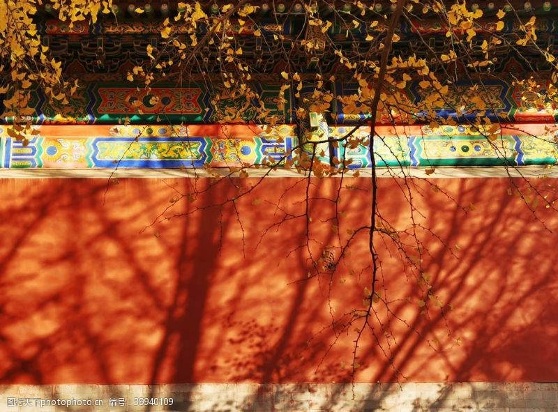 钟楼北京紫禁城故宫博物馆银杏图片