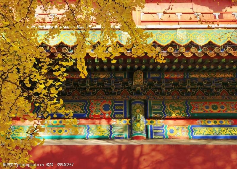 故宫角楼北京紫禁城故宫博物馆银杏图片