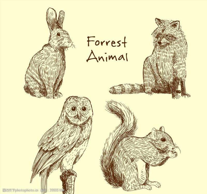 猫头鹰手绘逼真手绘动物图片