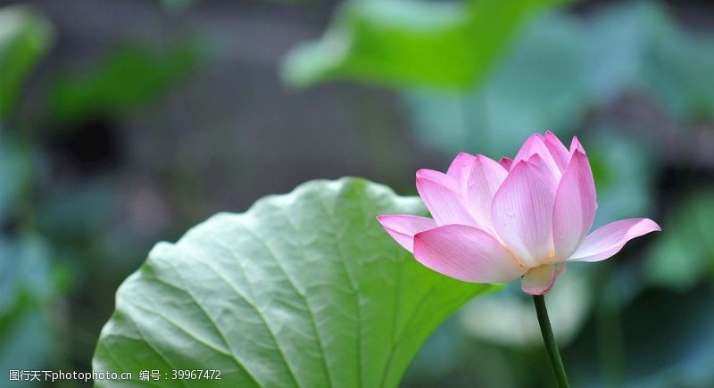 花草树木素材壁纸桌面图片