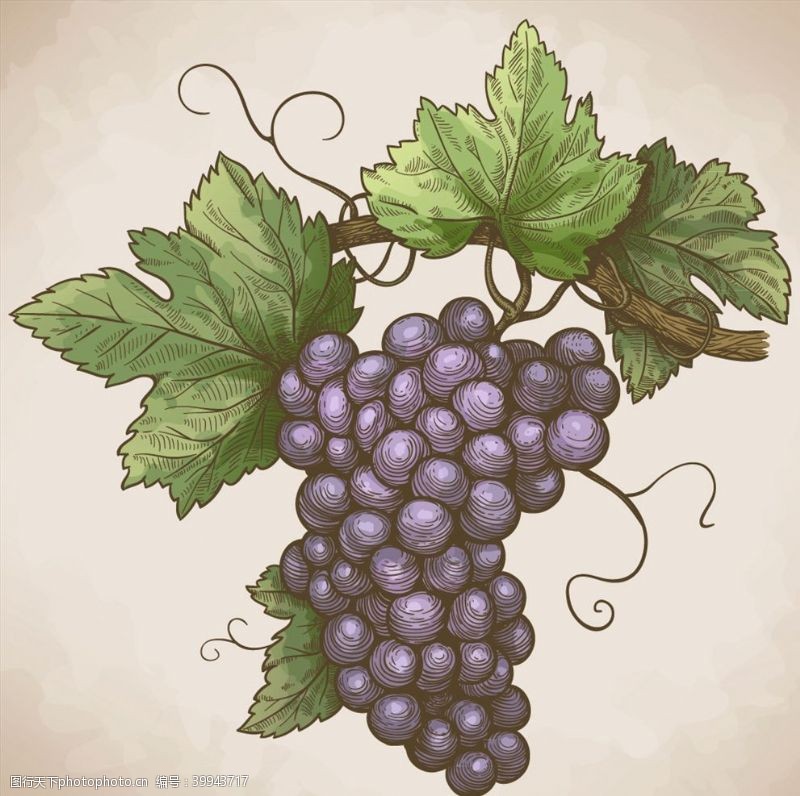 矢量水果素材彩绘紫色葡萄图片