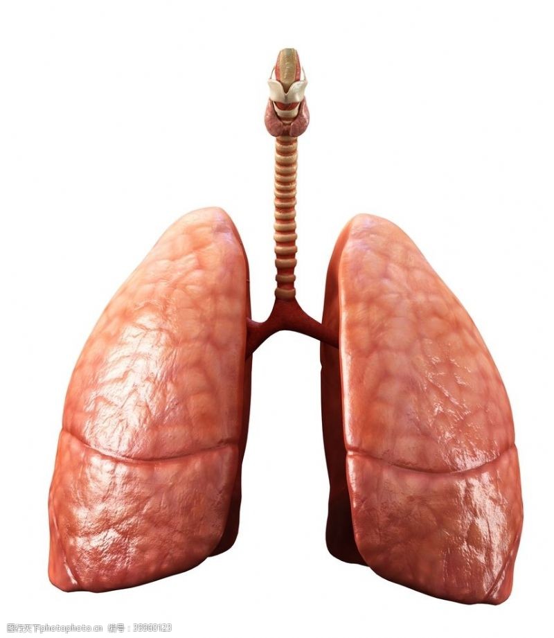 肺部创意人体器官图片