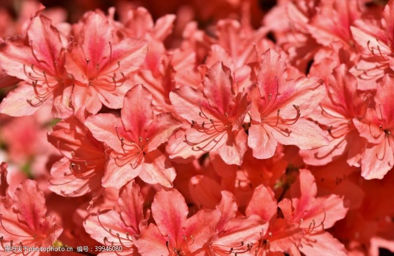 红菊花大丽花图片
