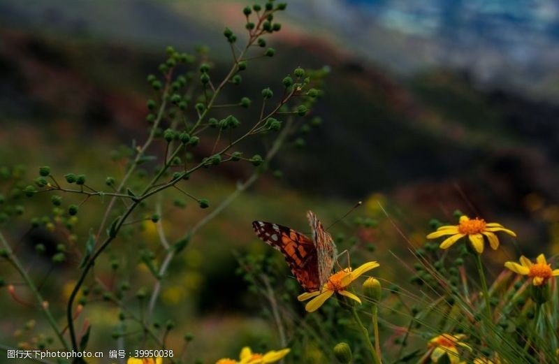 雀毛蝶恋花图片