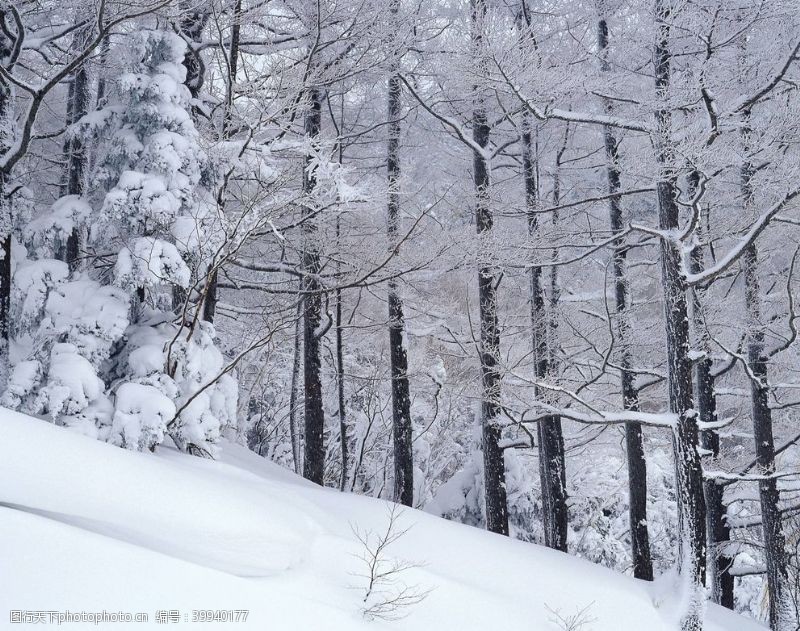 大山里寒冬森林里面的树林图片