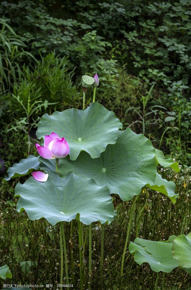 水池荷花池图片