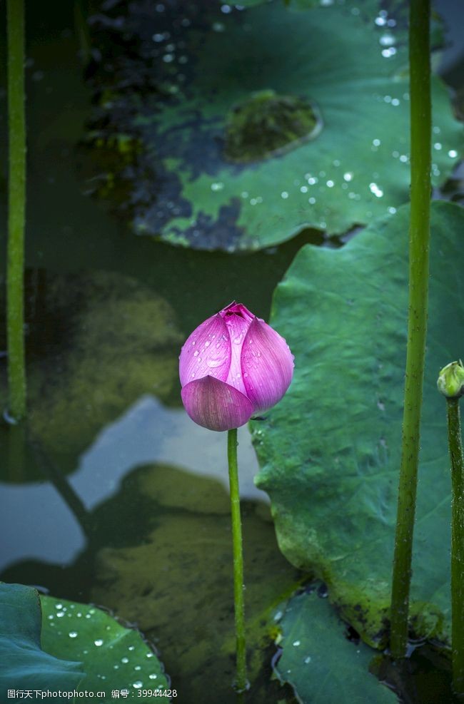 水池荷花图片