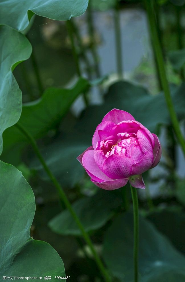 水池荷花图片