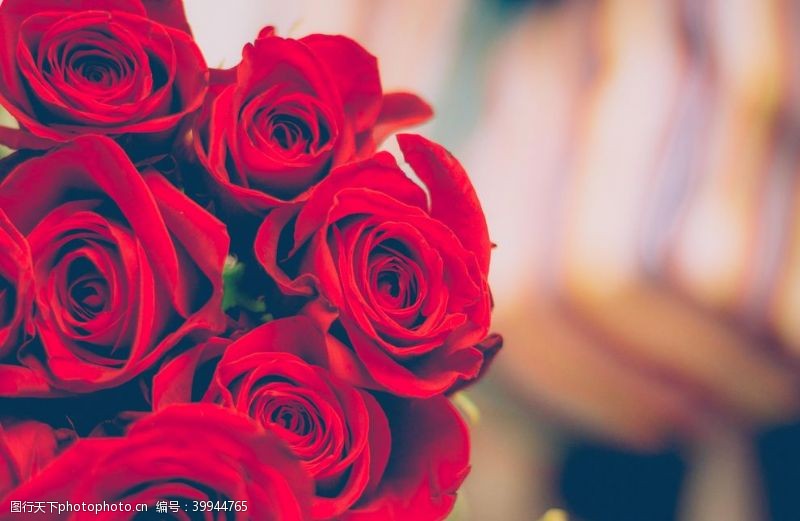 520情人节红玫瑰图片