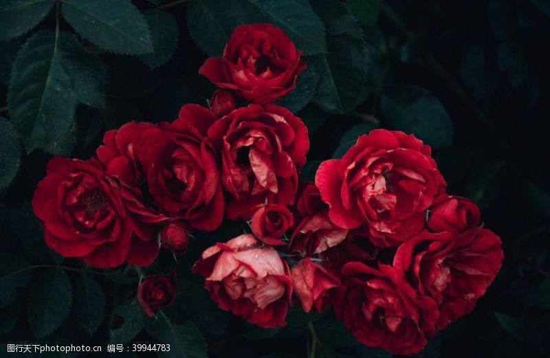 黑枝红玫瑰图片