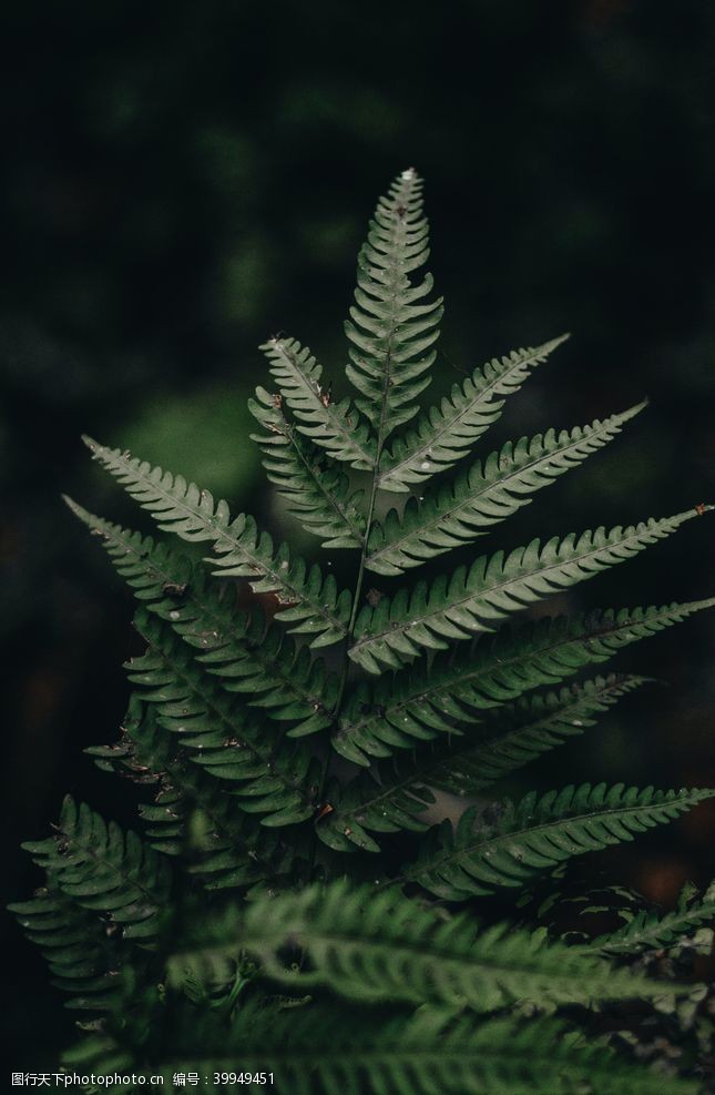 炒粉蕨菜图片