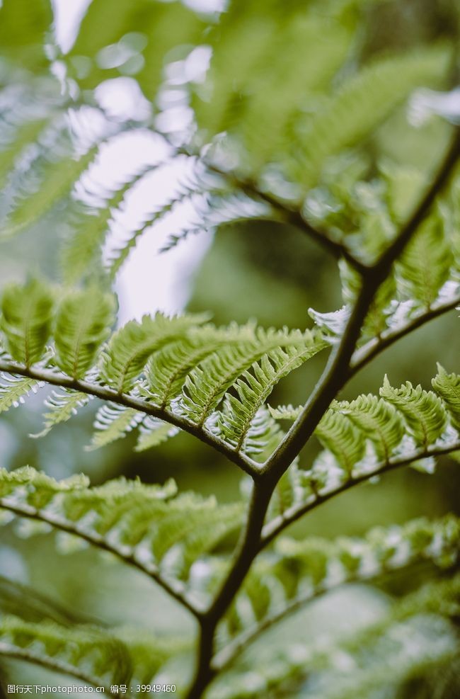 炒粉蕨菜图片