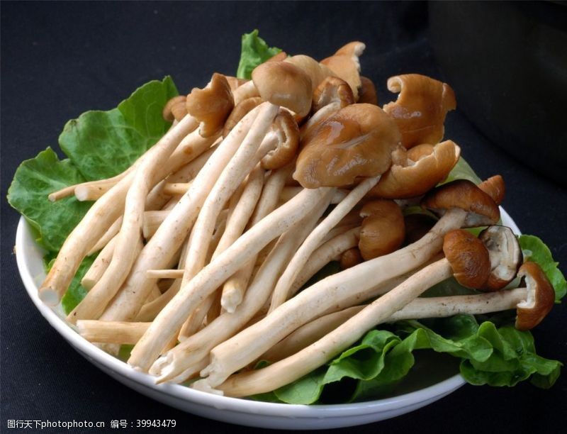 食用菌菌茶树菇图片