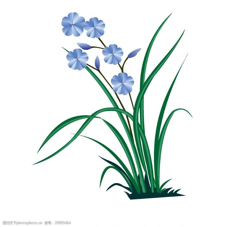传统花朵兰花插画图片