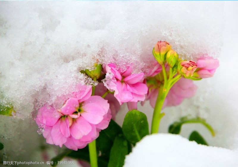 谷物兰花积雪图片