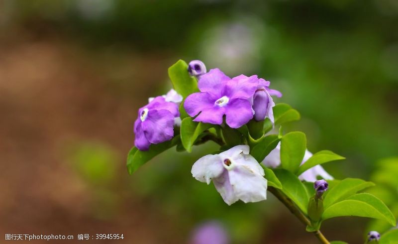 谷物兰花摄影图片