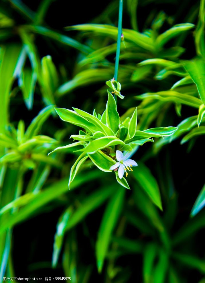 绿色蝴蝶素材兰花摄影图片
