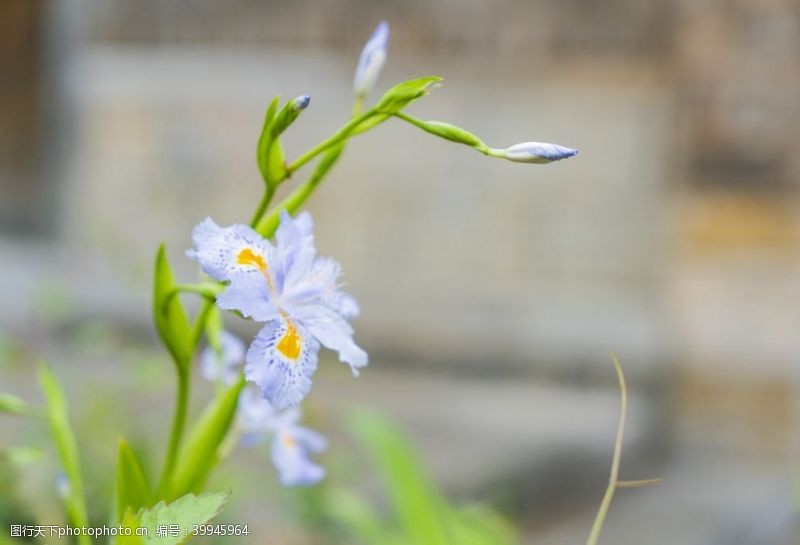 优雅兰花特写图片