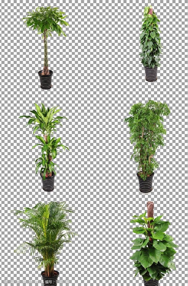 绿色清新背景绿色植物盆栽图片