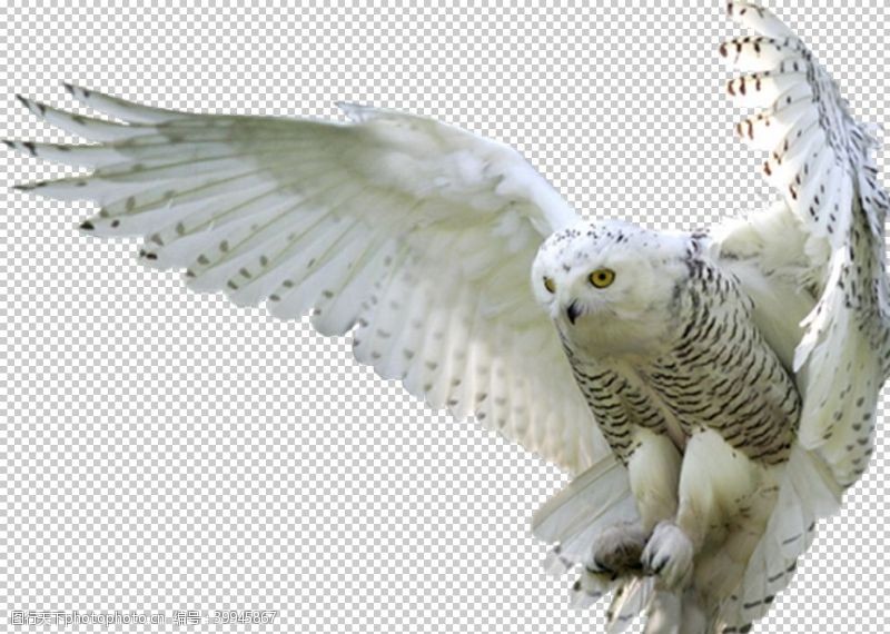 白鸽猫头鹰图片