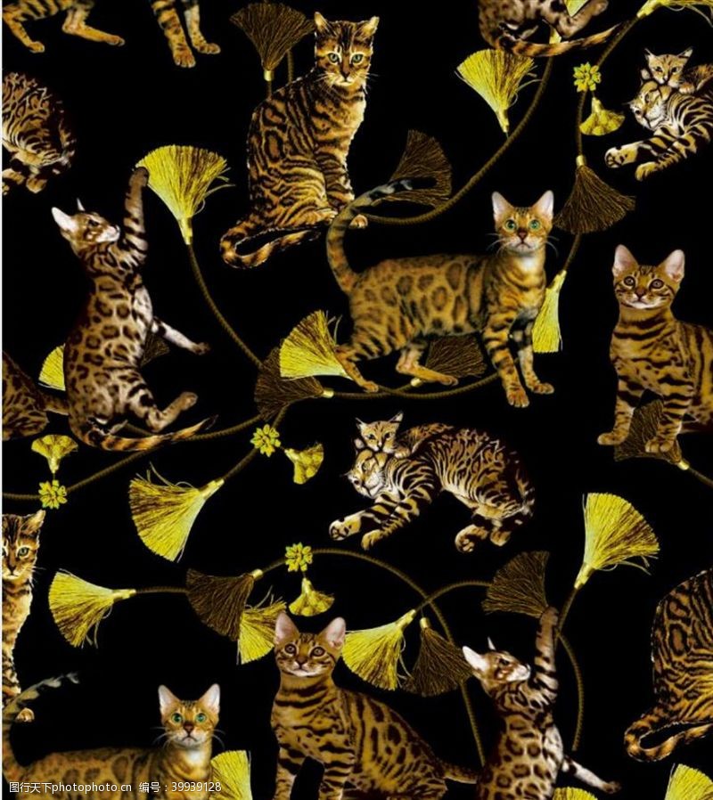 范思哲猫图片