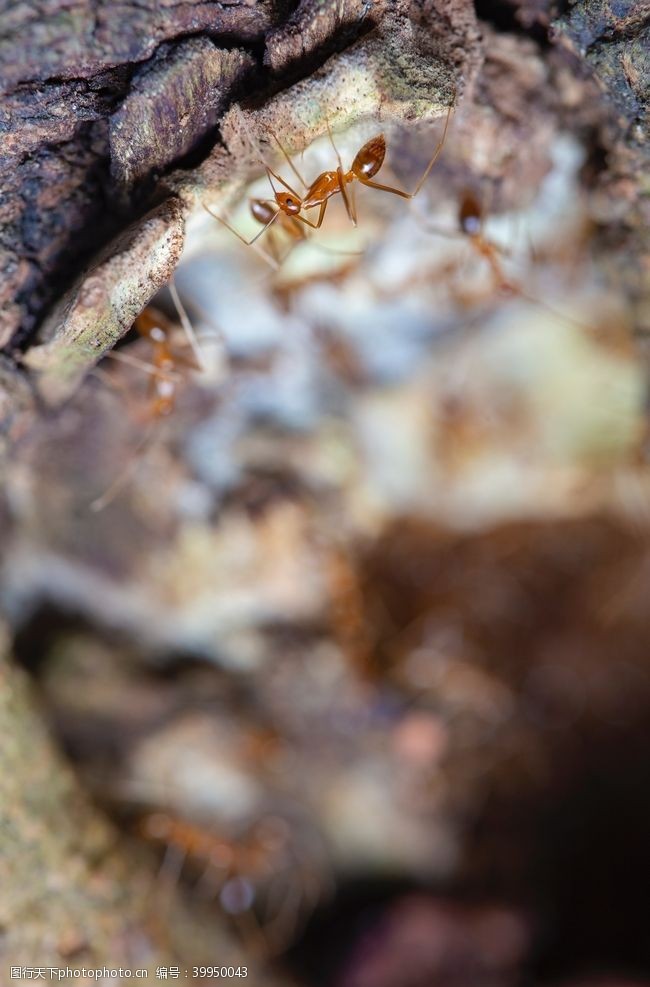 箭头蚂蚁图片