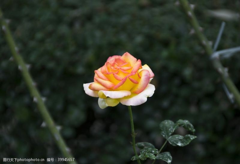 花束素材玫瑰花特写摄影图片