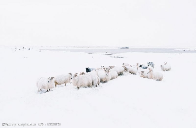 新疆草原绵羊图片