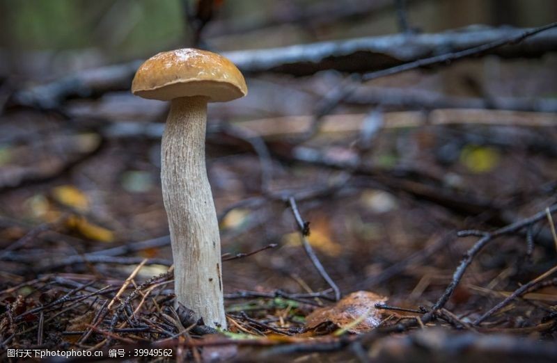 野蘑菇蘑菇图片