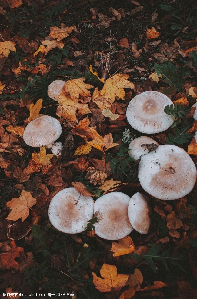菌类蘑菇图片