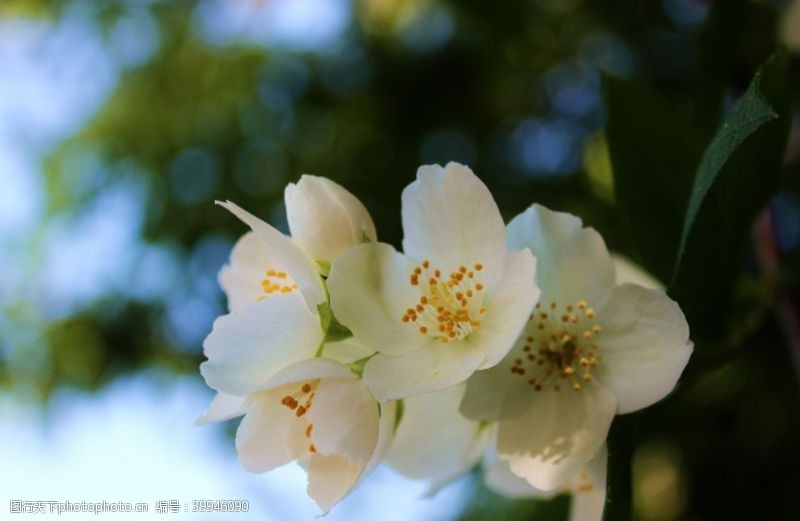 茉莉图片茉莉花图片