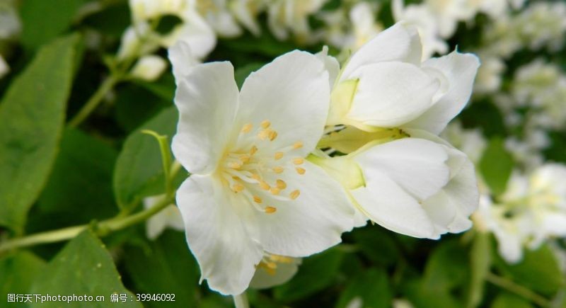 茉莉花文化节茉莉花图片