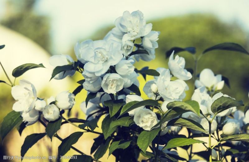 种花养生茉莉花图片