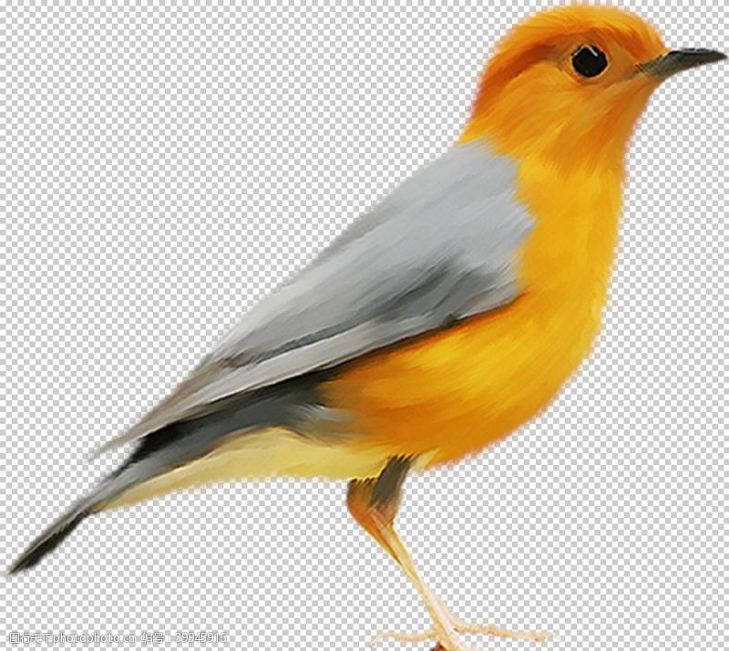 黄鹂鸟图片