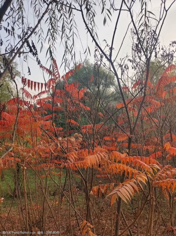 枫叶秋季火炬树图片