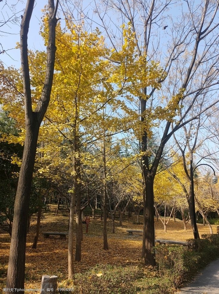 银杏树林秋季树木图片