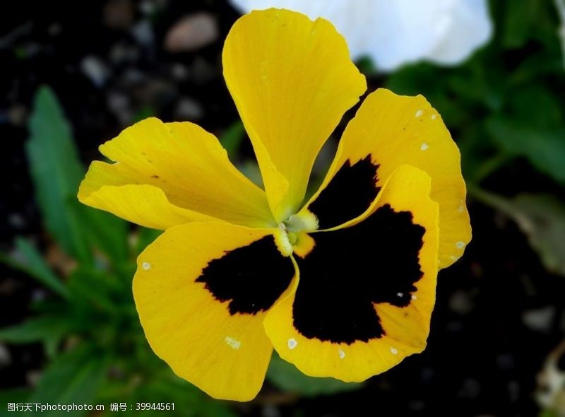 淡黄的背景三色堇花图片