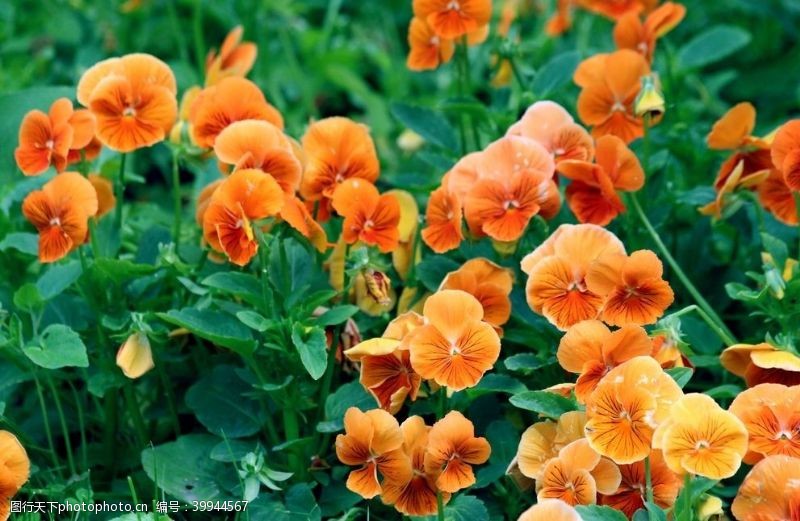橙色花朵三色堇花图片