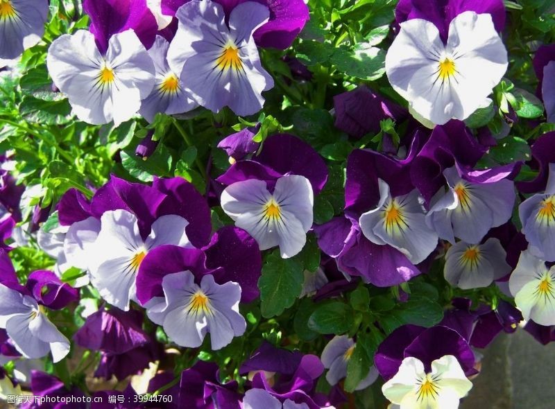 紫色三色堇三色堇花图片