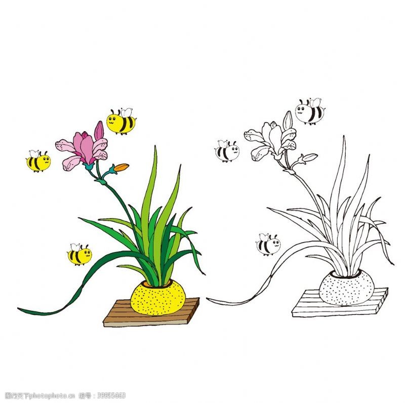 矢量植物矢量兰花插画图片