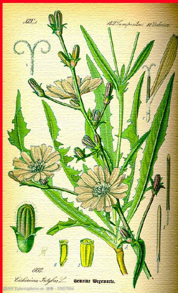 新茶叶手绘植物图片