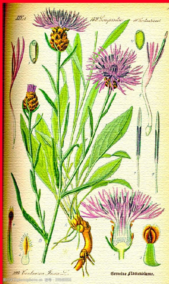 花草茶手绘植物图片