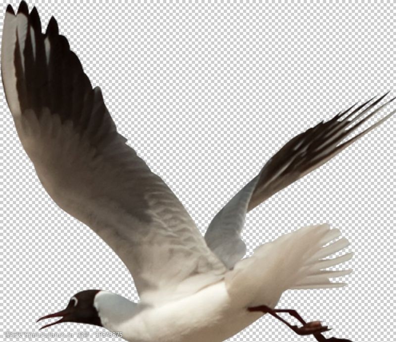 白鸽天鹅图片