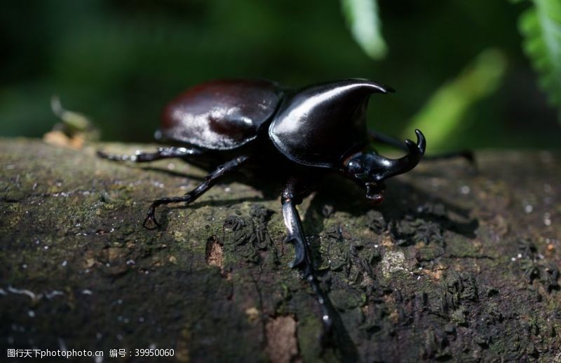 橡胶犀牛甲虫图片