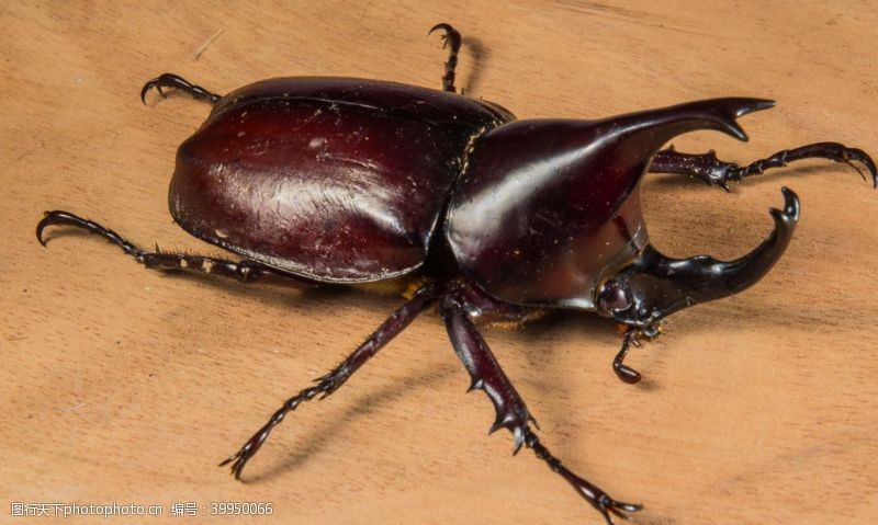 橡胶犀牛甲虫图片
