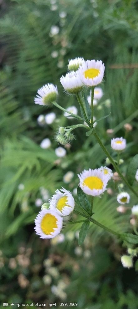 草坪野花白色花朵图片